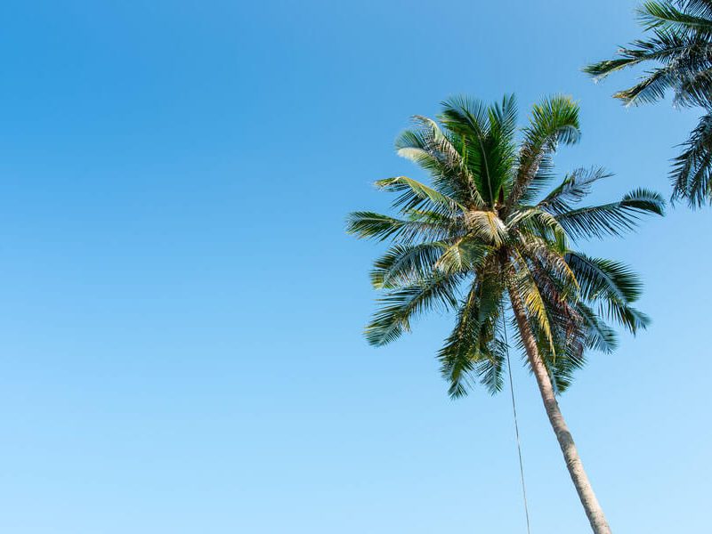 Island Life
