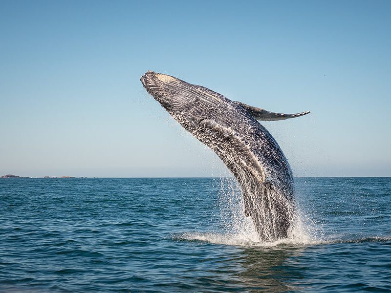 A Whale of a Time