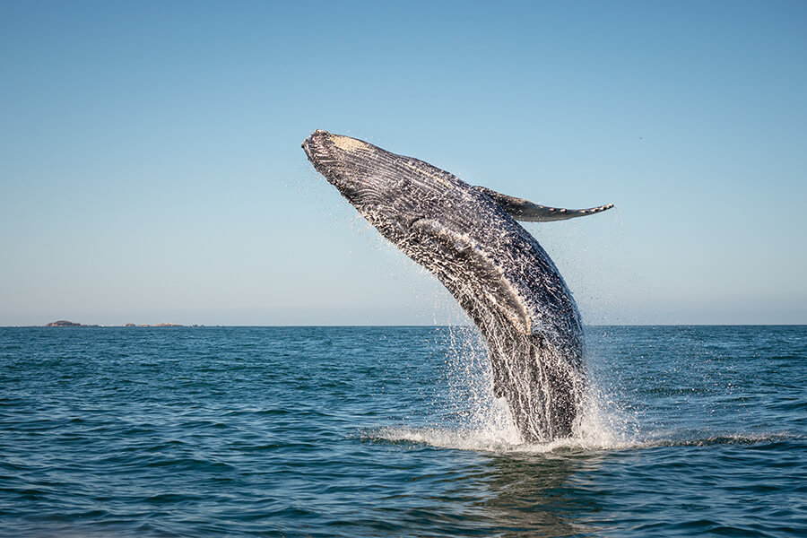 A Whale of a Time