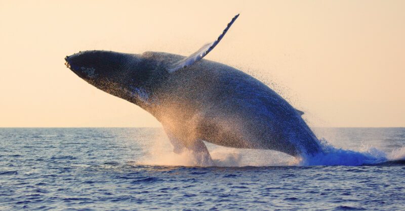 Bondi whale watching spots