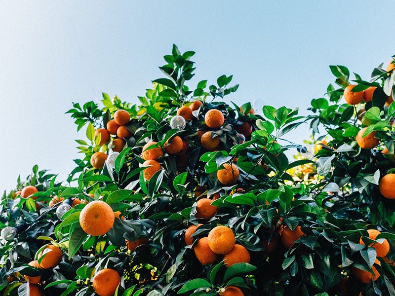 Three Fresh Spring Menu’s Around Bondi