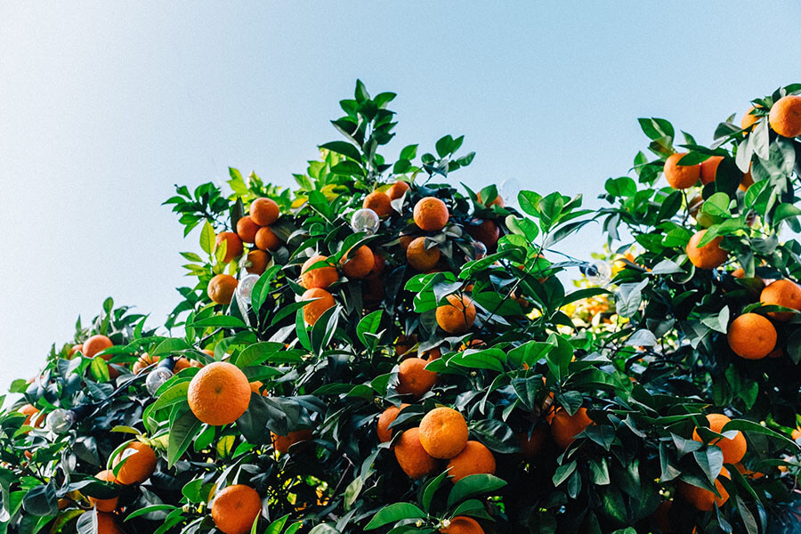 Three Fresh Spring Menu’s Around Bondi