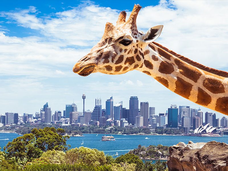 Taronga Zoo